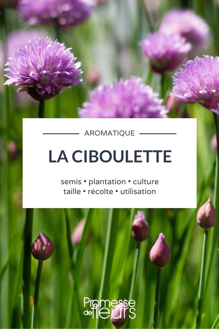 Ciboulette, Ciboule: Alles, was Sie wissen müssen