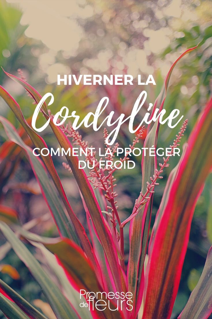 Cordyline: Schutz vor Kälte im Winter
