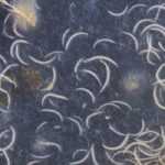Biologische Bekämpfung mit Nematoden: richtig anwenden?