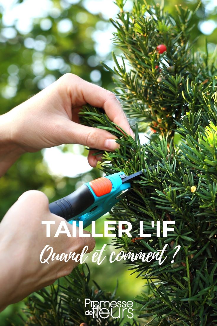 Der Schnitt der Eibe (Taxus)