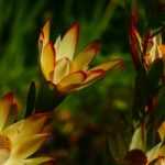 Silberbaum: Pflanzen, Anbau und Pflege