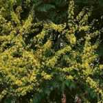 Blasenbaum, Koelreuteria: Pflanzen & Pflege