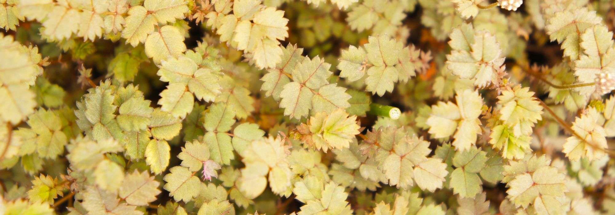Acaena, Stachelnüsschen: pflanzen und pflegen