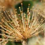 Knoblauchblüten trocknen: So geht’s