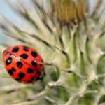 Biologische Bekämpfung: Nützlinge im Garten