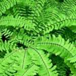 Frauenhaarfarn (Adiantum): Pflanzen, Pflege & Standort