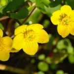 Sumpf-Dotterblume (Caltha palustris): pflanzen, pflegen