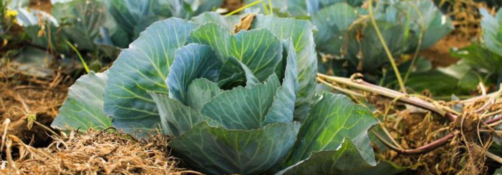 Kohl: pflanzen, säen, ernten