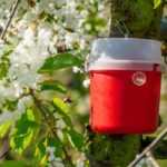 Pheromonfallen: Warum und wie im Garten nutzen?
