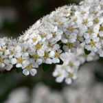 Sträucher mit weißen Blumen: beste Sorten