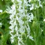 Stauden mit weißen Blüten: beste Sorten