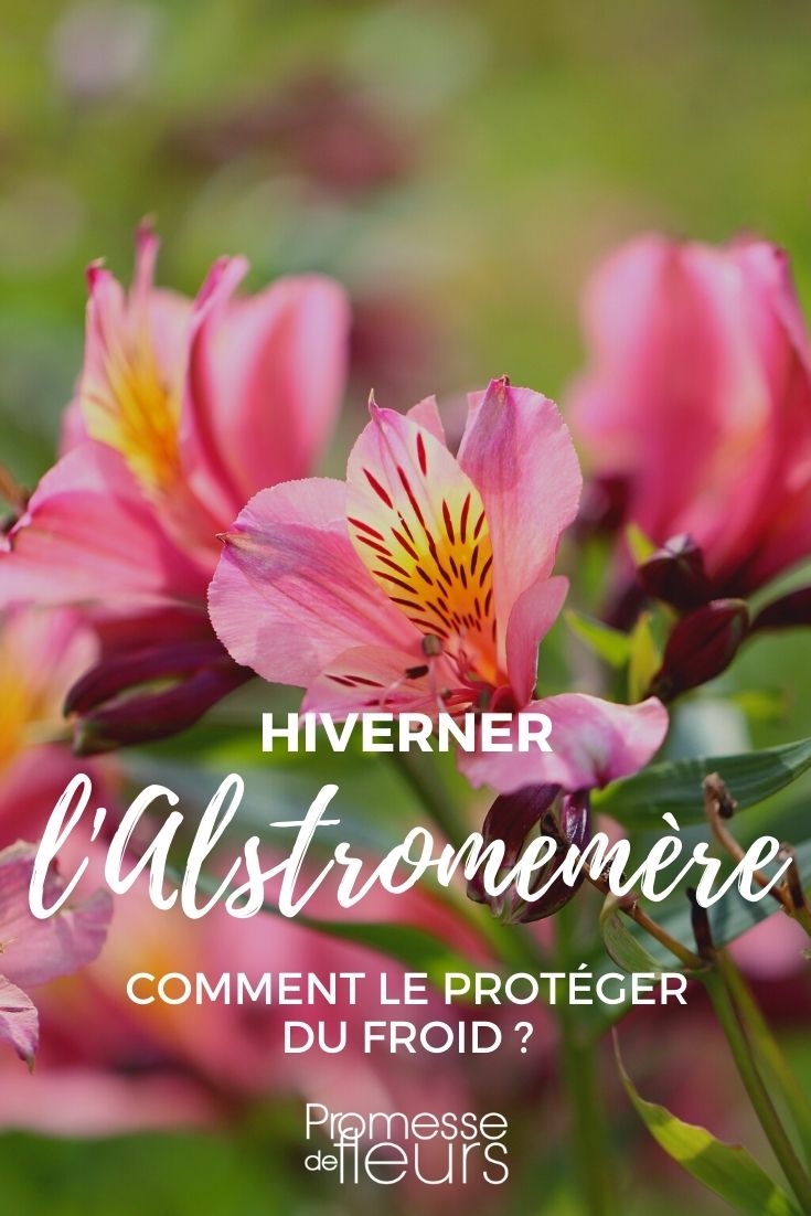 Wie kann man Alstroemeria im Winter vor Kälte schützen?