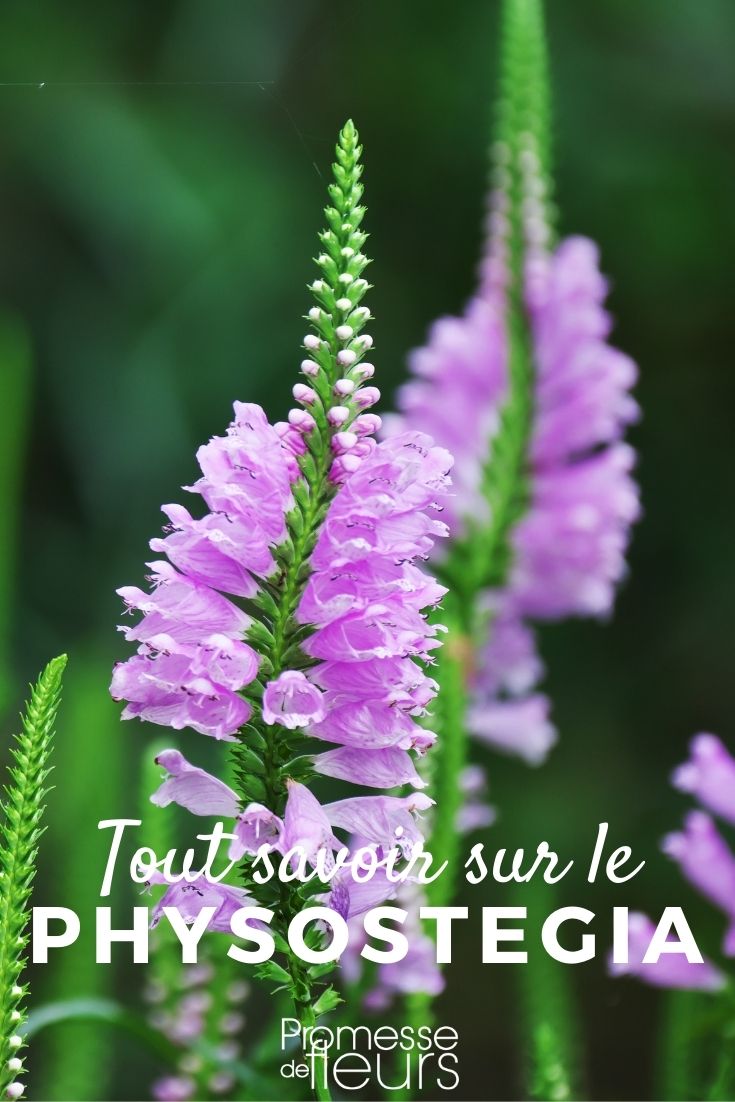 Physostegia virginiana - Pflanzen, Pflegen, Anbauen