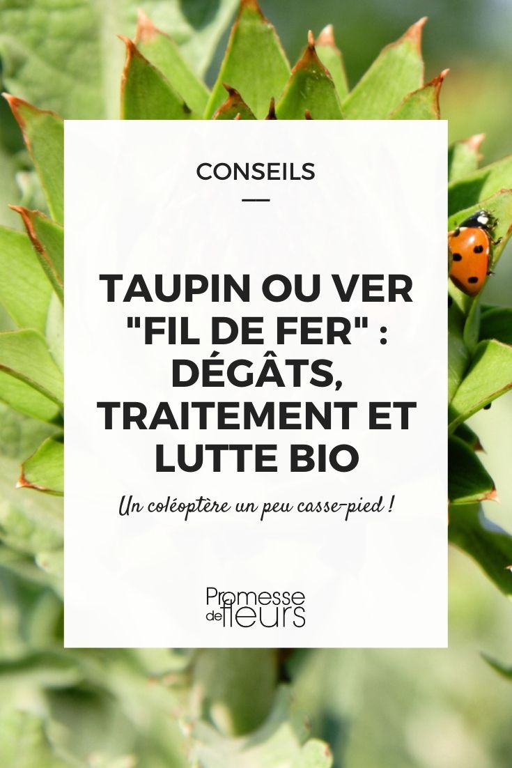 Alles über den Taupin: Wissenswertes und Tipps