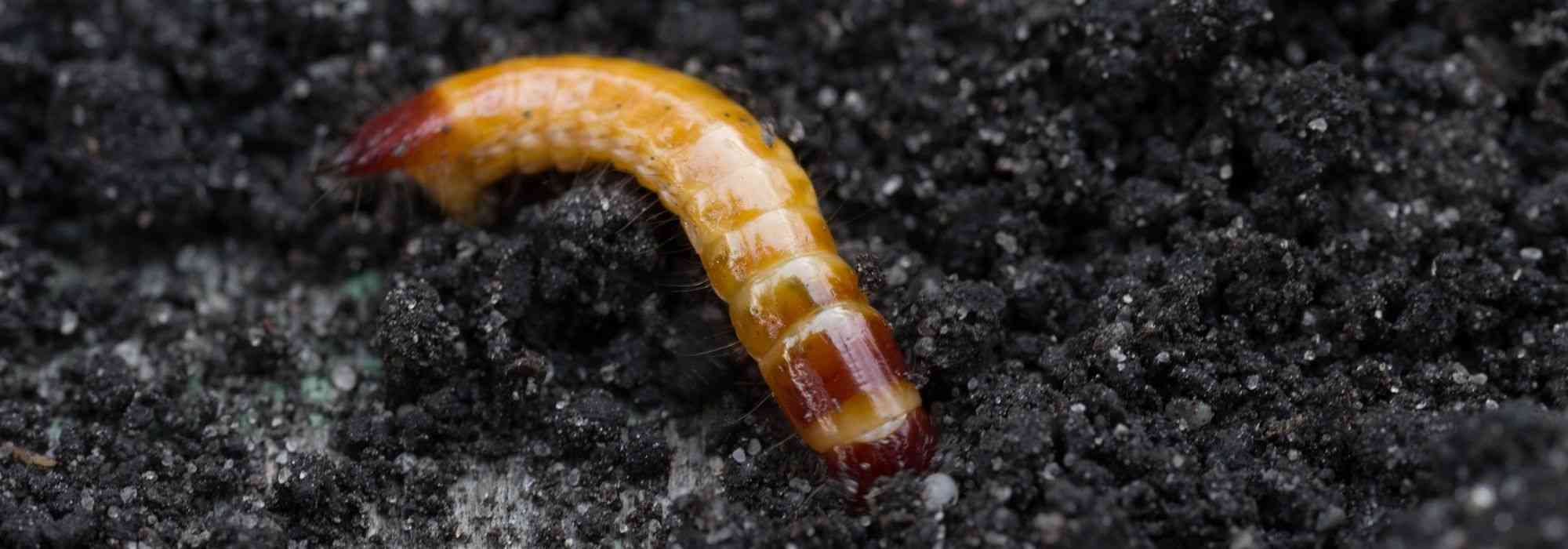 Drahtwurm: Schäden und biologische Bekämpfung