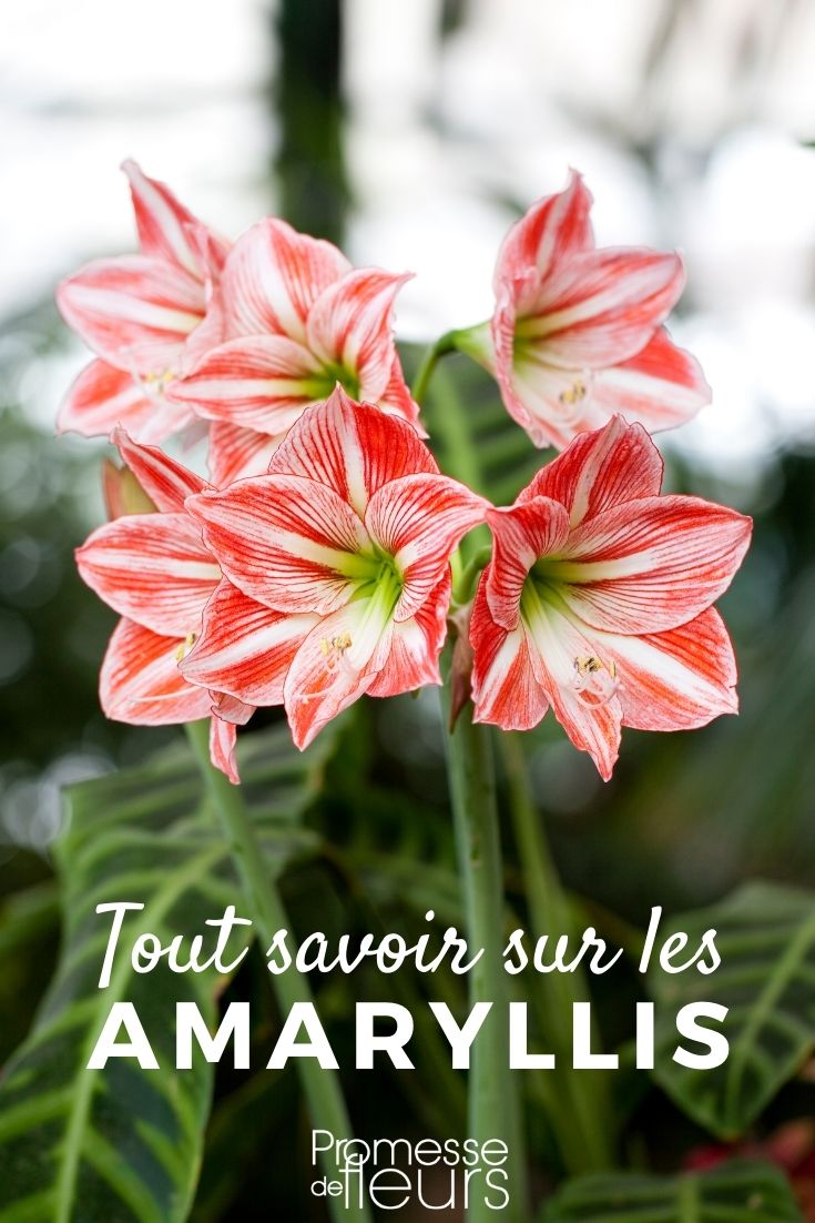 Amaryllis