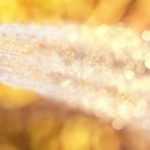 Wasser im Garten sparen?