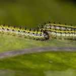 Bio- und natürliche Insektizide: Arten und Anwendung