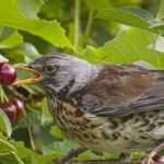 Vogelschutz im Garten: das passende Zubehör