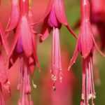 Fuchsie: 6 winterharte Arten und Sorten