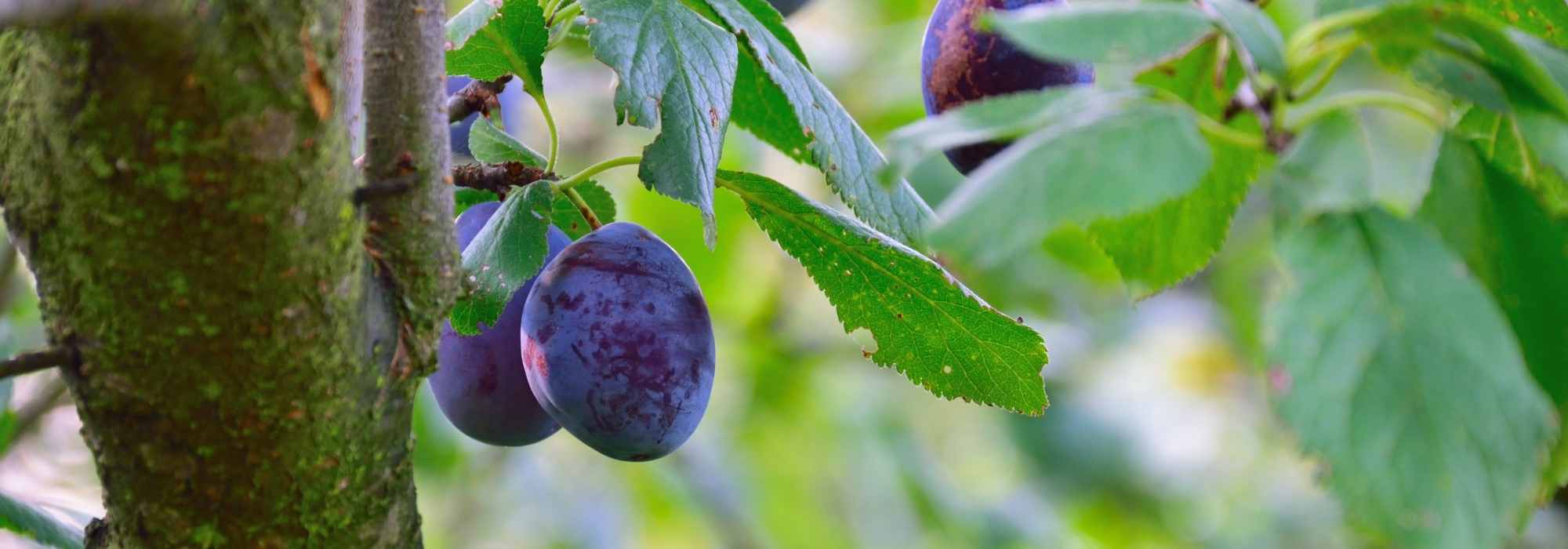 Pflaumen- und Mirabellenbaum: beste Sorten