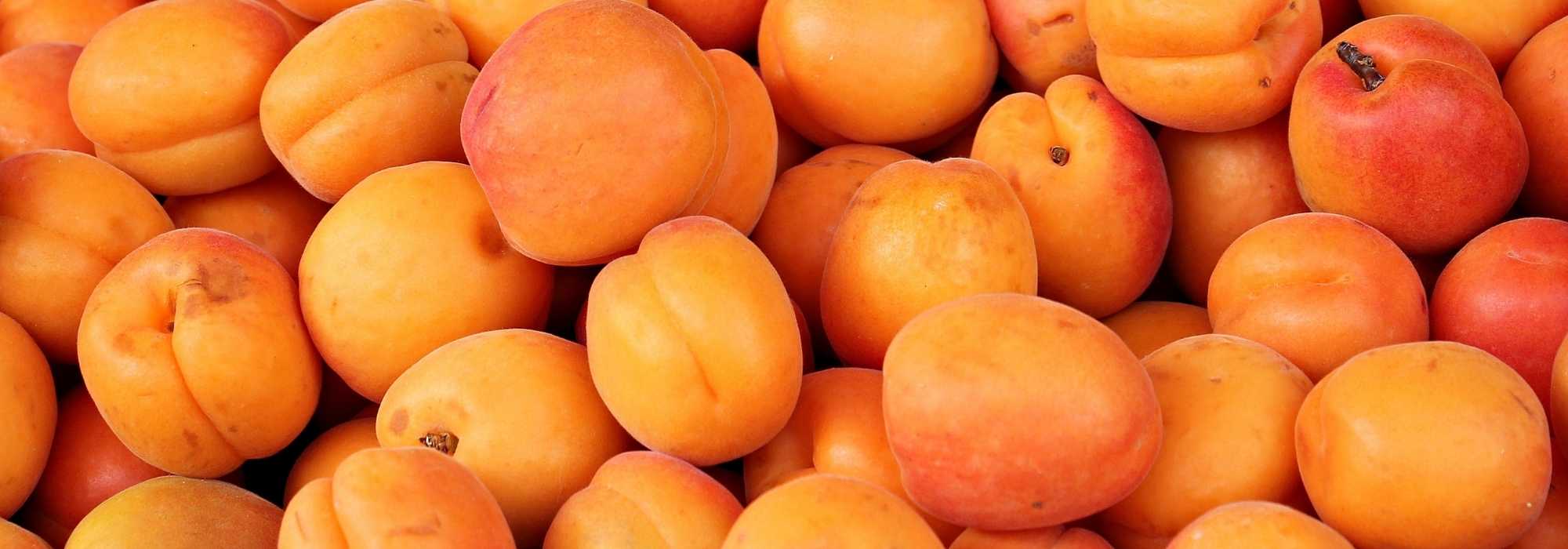 Aprikosenbaum: beste Sorten