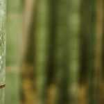 Rhizomsperre installieren