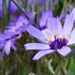 Blaue Rasselblume: Pflanzen, Pflege & Schnitt