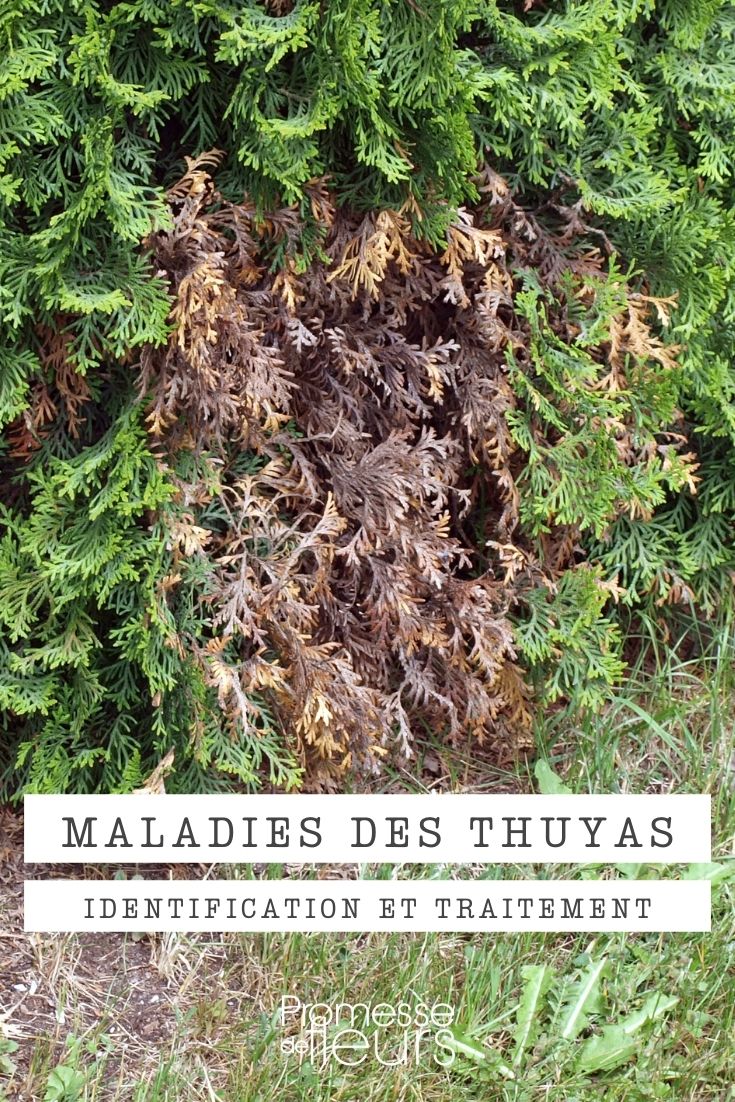 Krankheiten und Schädlinge der Thuja