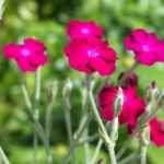 7 Stauden und Zweijährige für den Pfarrgarten