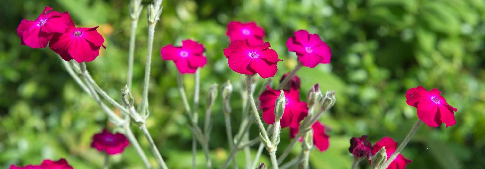 7 Stauden und Zweijährige für den Pfarrgarten