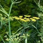 10 Pflanzen mit Doldenblüten: die schönsten Sorten