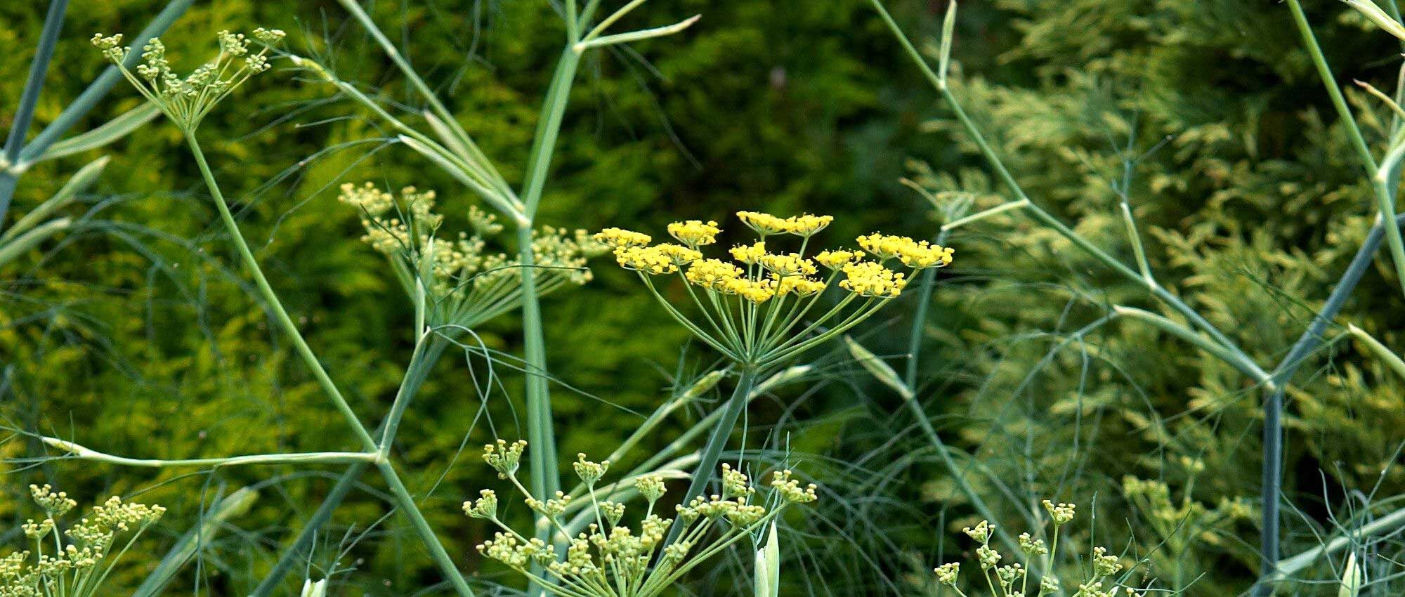 10 Pflanzen mit Doldenblüten: die schönsten Sorten