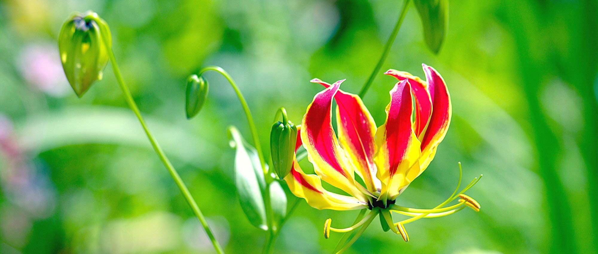 Gloriosa: Pflanzen, Pflegen und Kultivieren