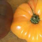 Die besten alten Tomaten