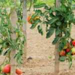 Tomate: 7 Sorten für Anfänger