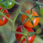 Kirschtomate: beste Sorten