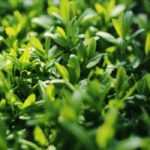 Liguster oder Ligustrum: Kaufberatung