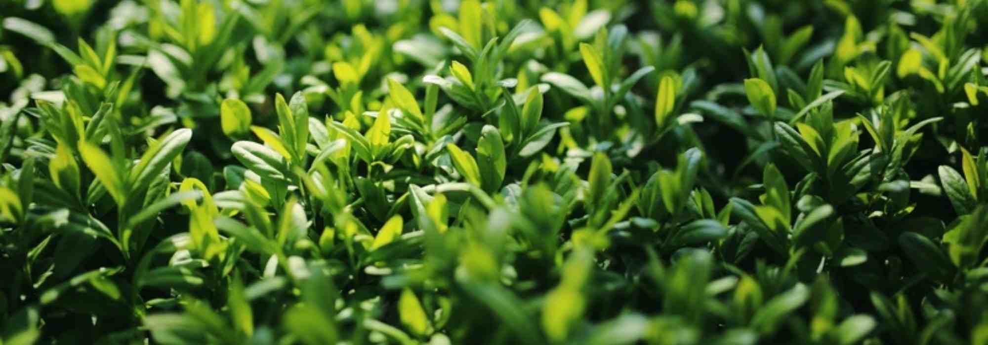 Liguster oder Ligustrum: Kaufberatung
