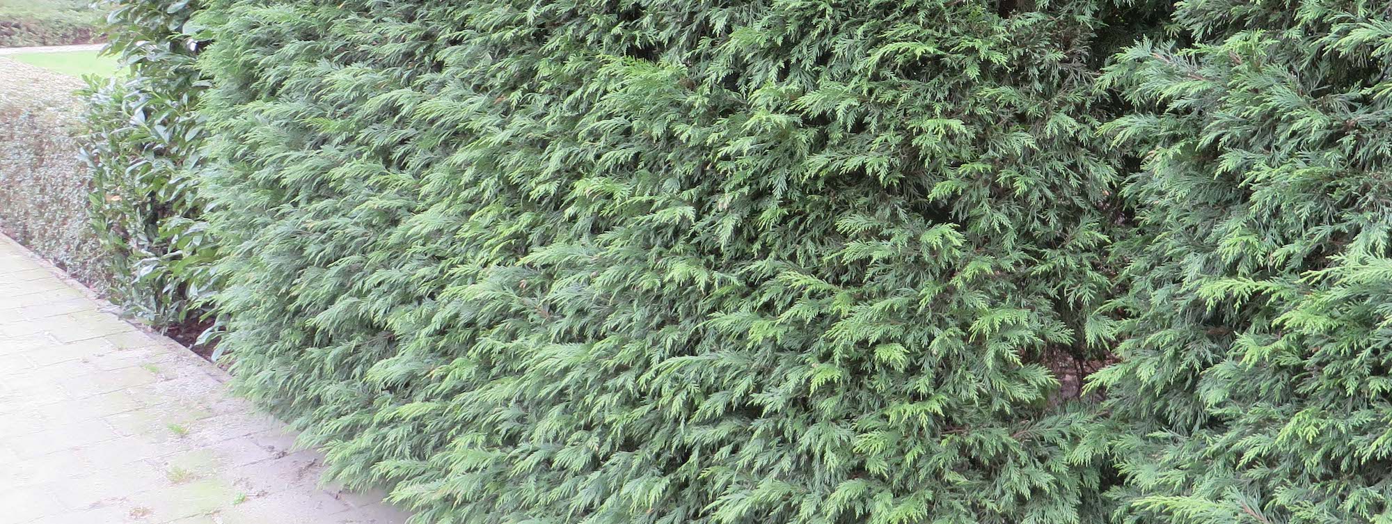 10 Nadelgehölze für stilvolle Hecken im Garten