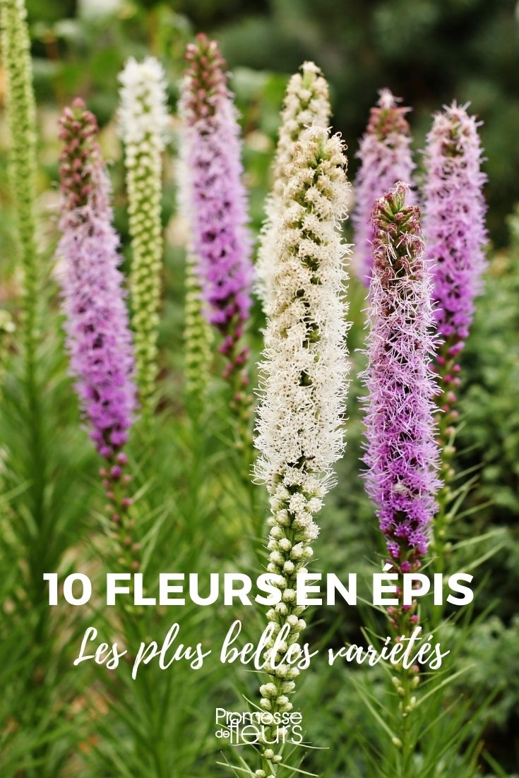 10 Blütenähren