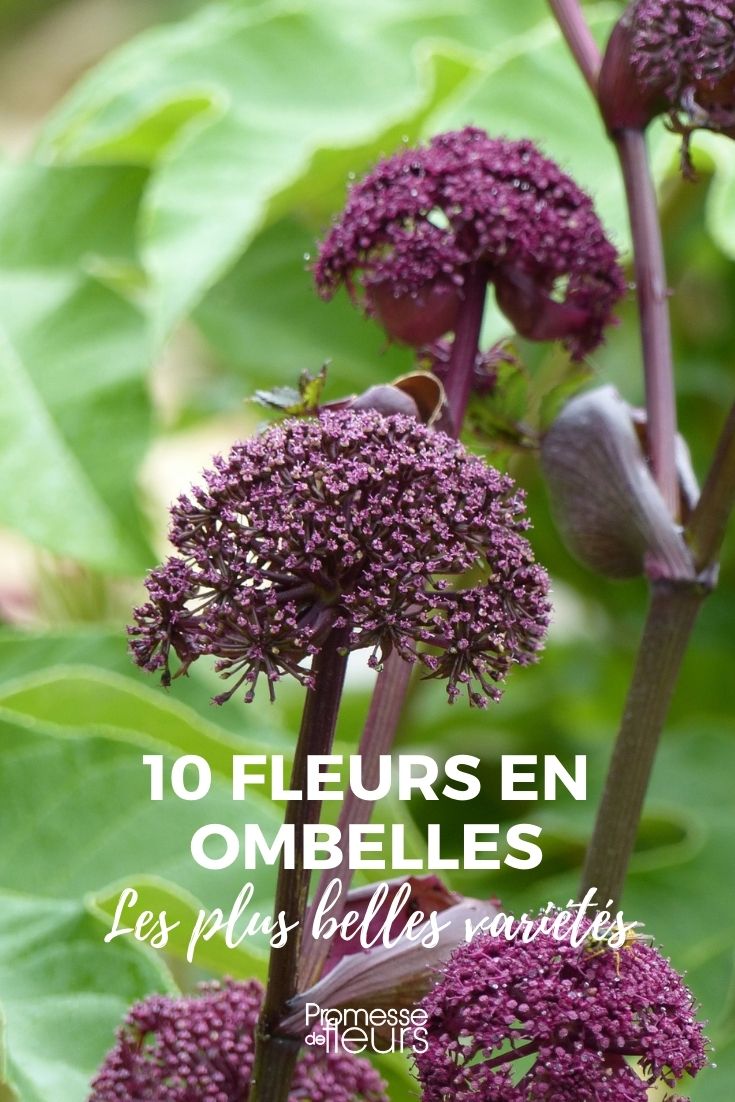 10 Blüten in Dolden