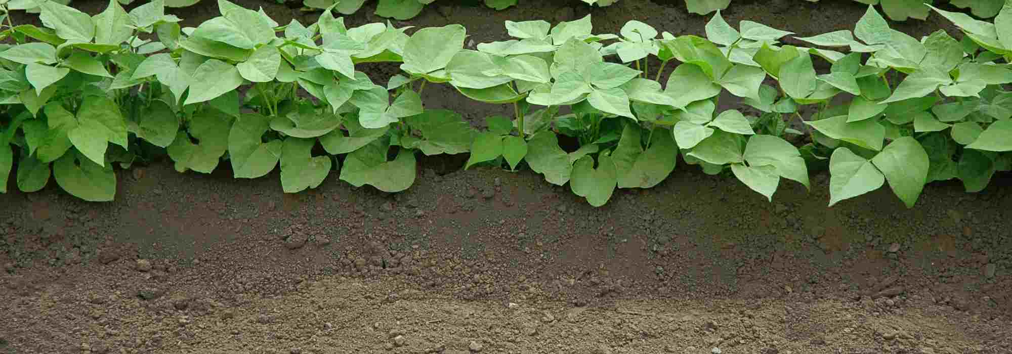 Wann und wie Gemüse im Garten anhäufeln?