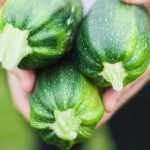 Zucchini im Topf anbauen