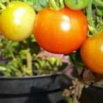Tomaten im Topf anbauen