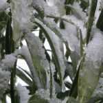 Oleander überwintern?