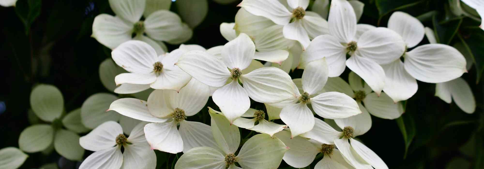 Japanischer Blumen-Hartriegel: 5 Kombinationen