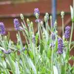 Lavendel im Topf kultivieren