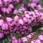 Englische Heide: Rückschnitt – wann und wie?