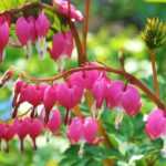 10 Stauden für späte Frühjahrsblüte